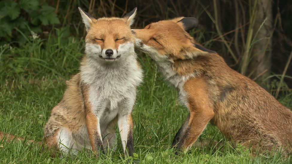 A fox licks the face of another fox