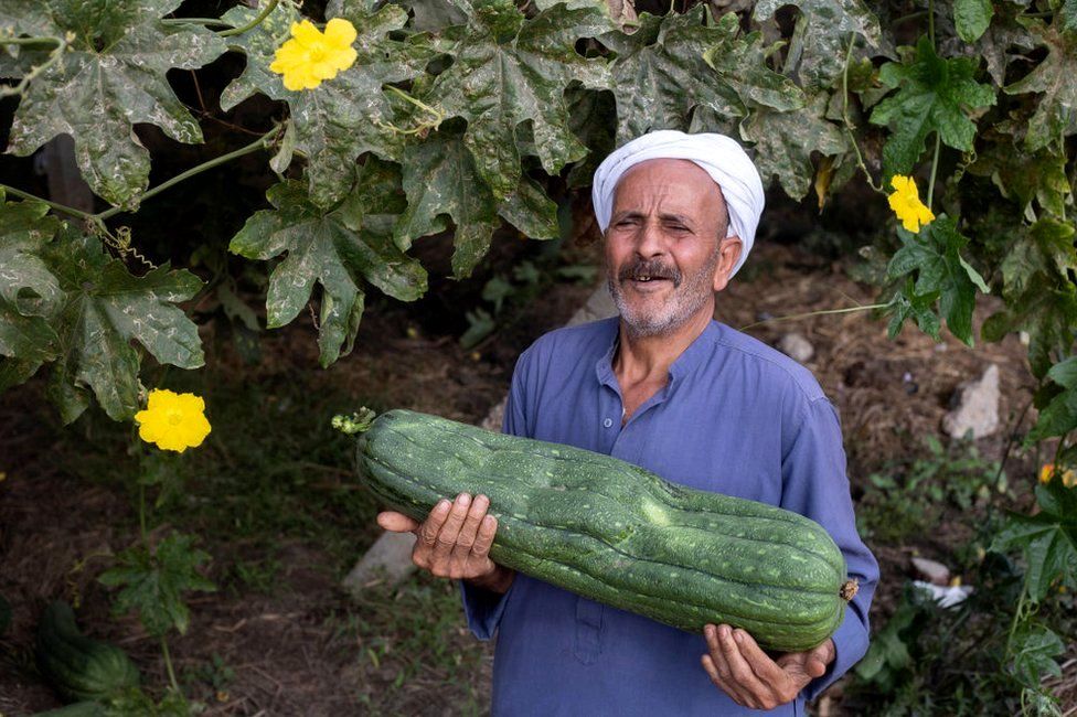 A man holds a large tuberous vegetable which is wider than his body.