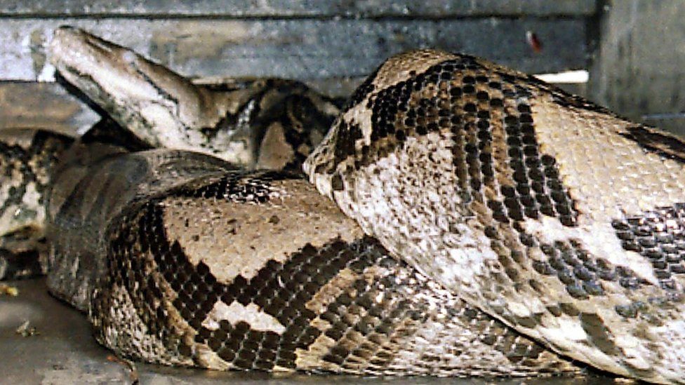 A 49-foot-python is seen at a zoo in Kendal, in Central Java 29 December 2003.