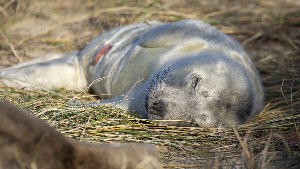 A newborn seal pup sleeping on Blakeney Point