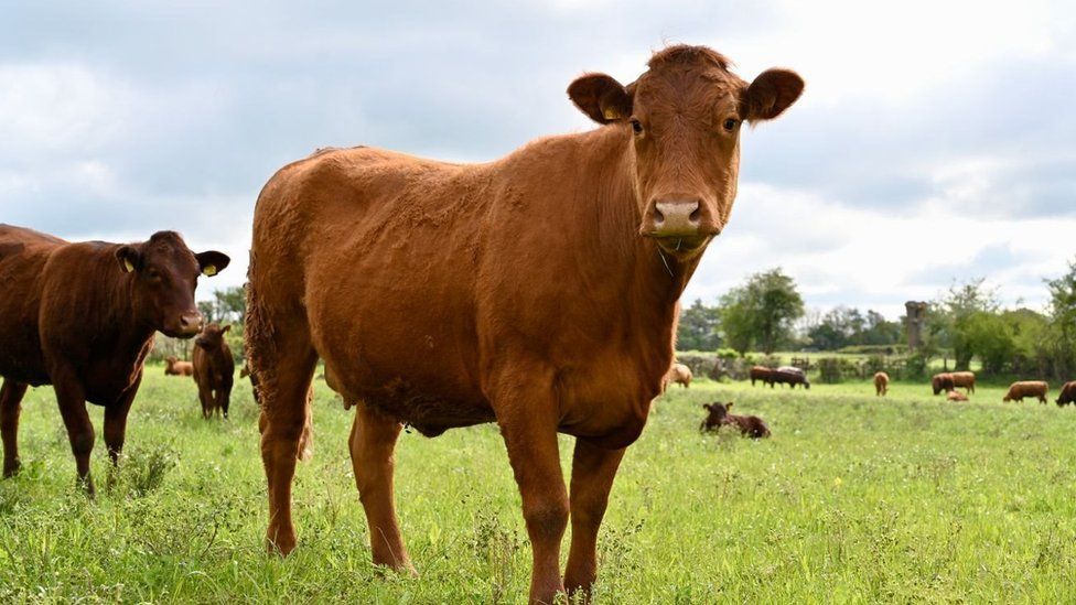 Cotswold cow