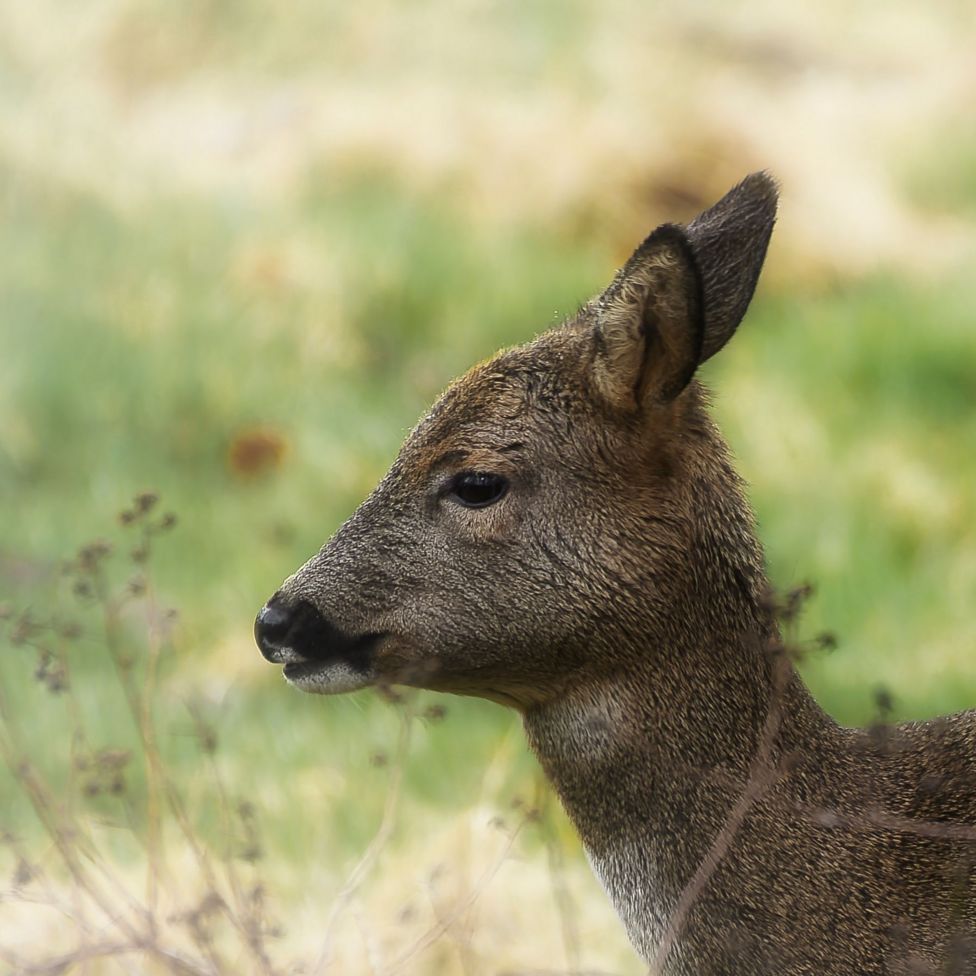 Your pictures of Scotland: Photographs from around the country - BBC News