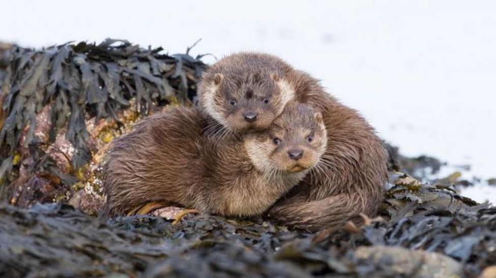 Devon otter 'hospital' set to help care for cubs - BBC Newsround