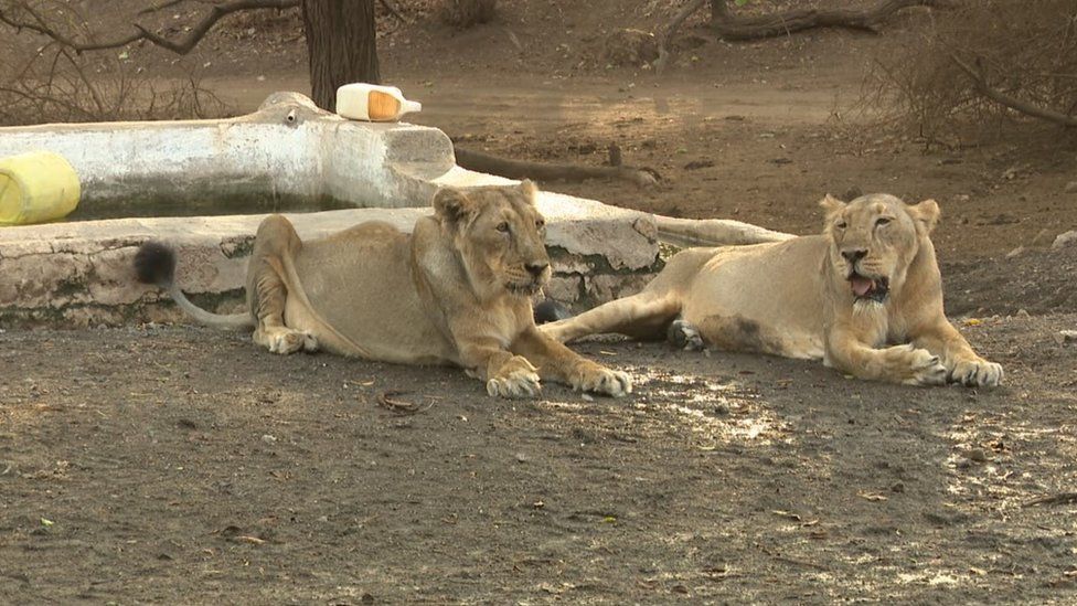 Gujarat: The unusual lion sightings on India's beaches - BBC News