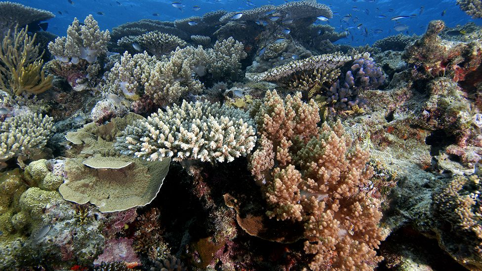 Biodiversity of coral species in a reef, Heron Island, Great Barrier Reef, Australia