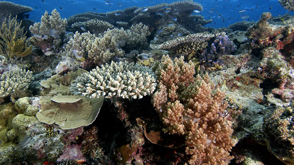  Six tipping points ‘likely’ to be crossed _126640821_coralreefaustralia.png