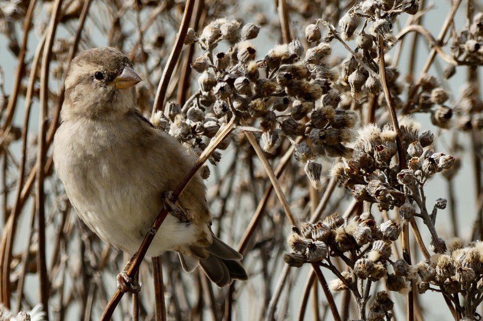 A bird sits amongst dried seeds