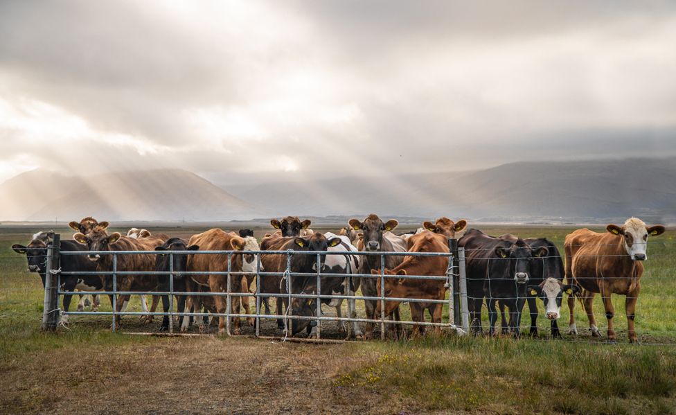 A row of cows near a fence on a farm in Ireland.