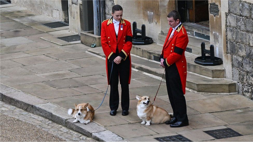 Корги королевы, Мьюик и Сэнди прогуливаются по Виндзорскому замку 19 сентября 2022 года, накануне торжественной службы британской королевы Елизаветы II.