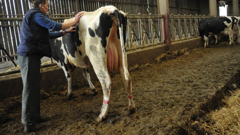 A travelling vet in France,