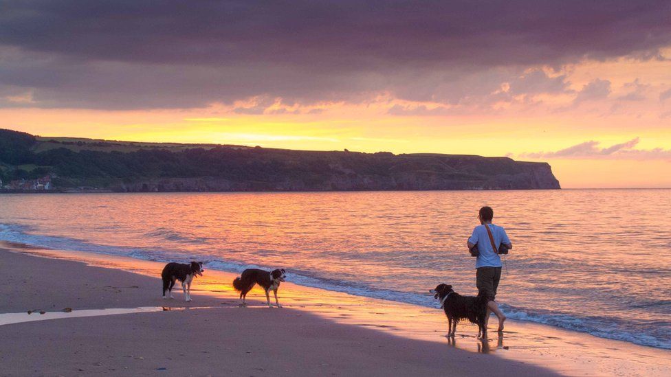 A man walking on a beach with three dogs