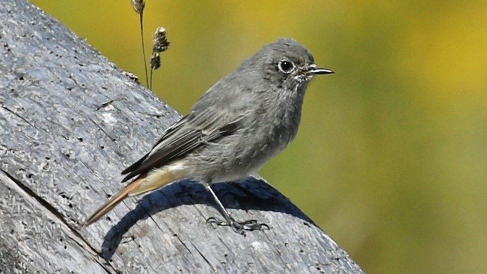 Redstart