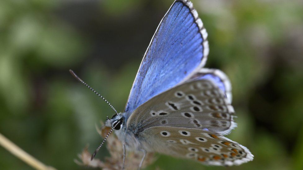 Common blue butterfly