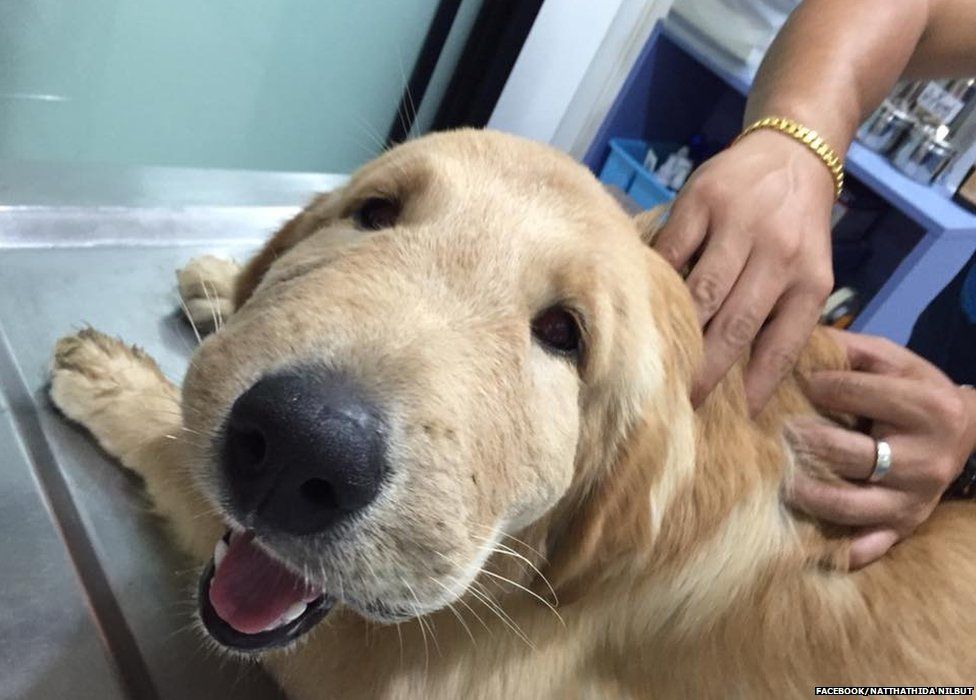 Dog In Thailand Appears To Smile After Being Stung By A Wasp BBC News