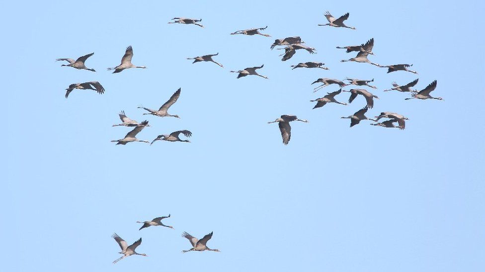 Scientists learn from cranes caught in floods on Somerset Levels - BBC News