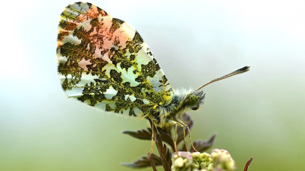 Image of an orange tip butterfly