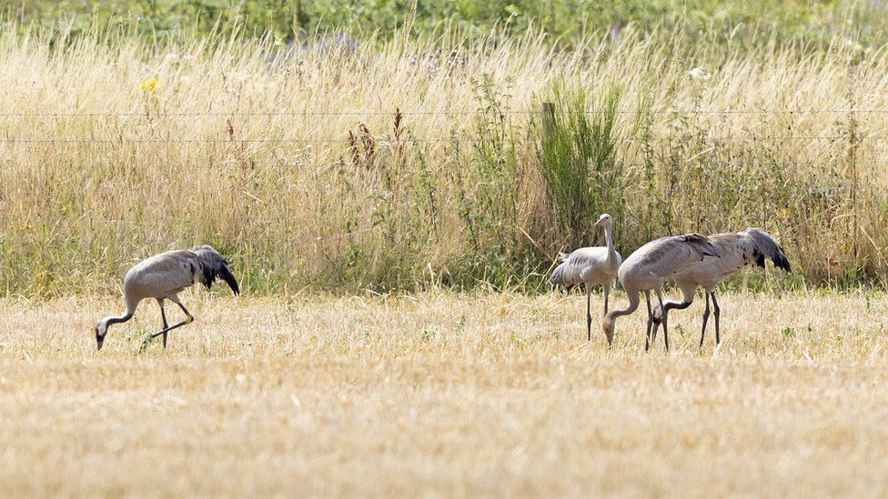 Crane adults and chicks at RSPB Snape Wetlands