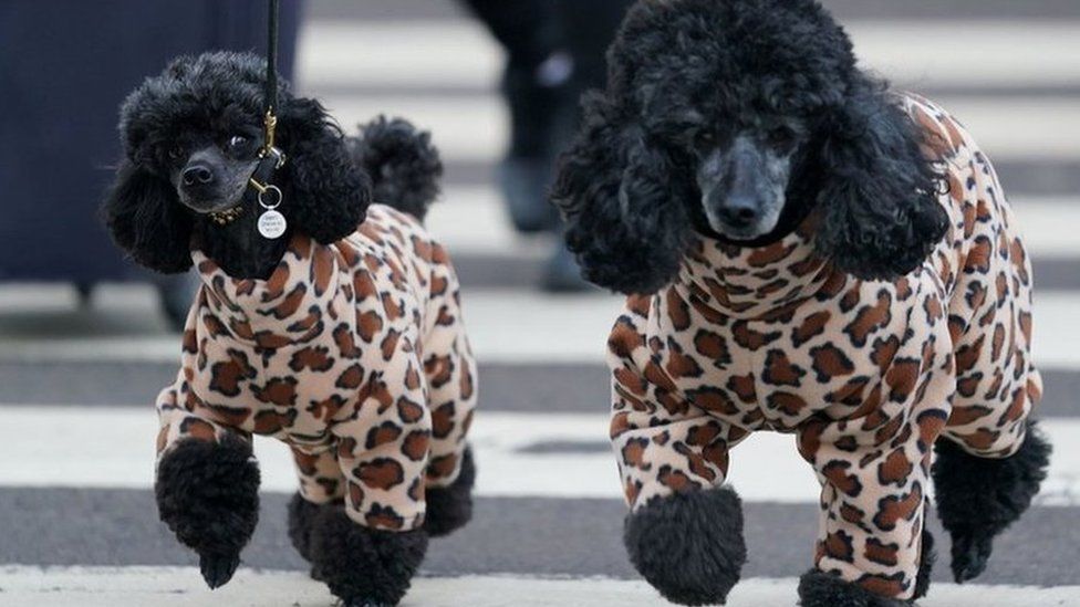 Miniature poodles.