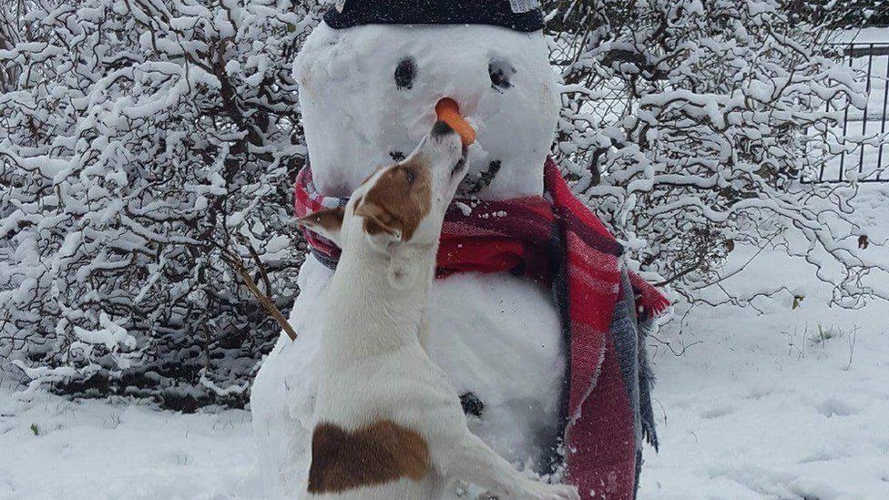 Dog biting a snowman's carrot nose