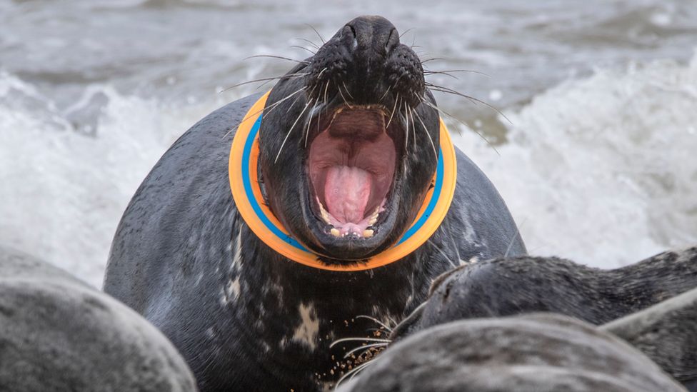 Seal with ring around neck