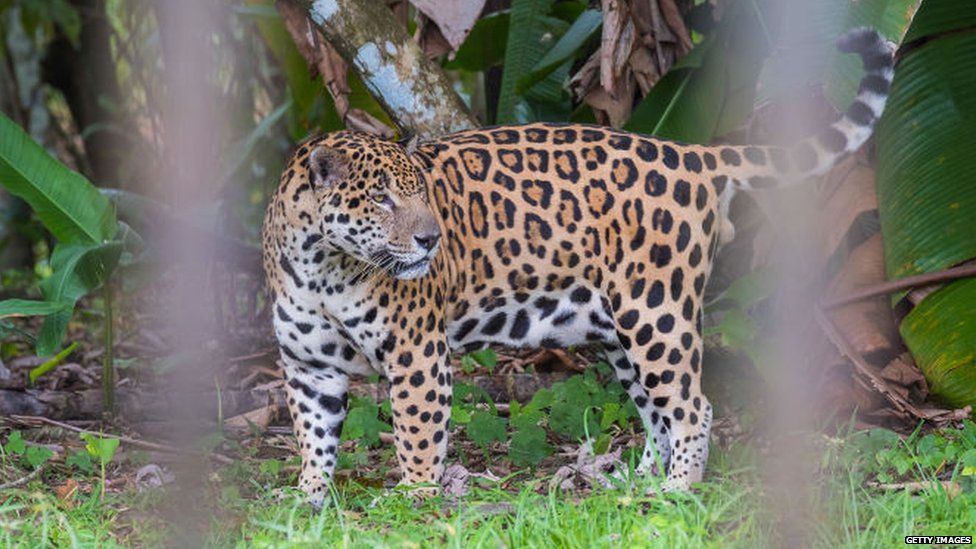 Jaguar in Guiana zoo, Guyana, Cayenne
