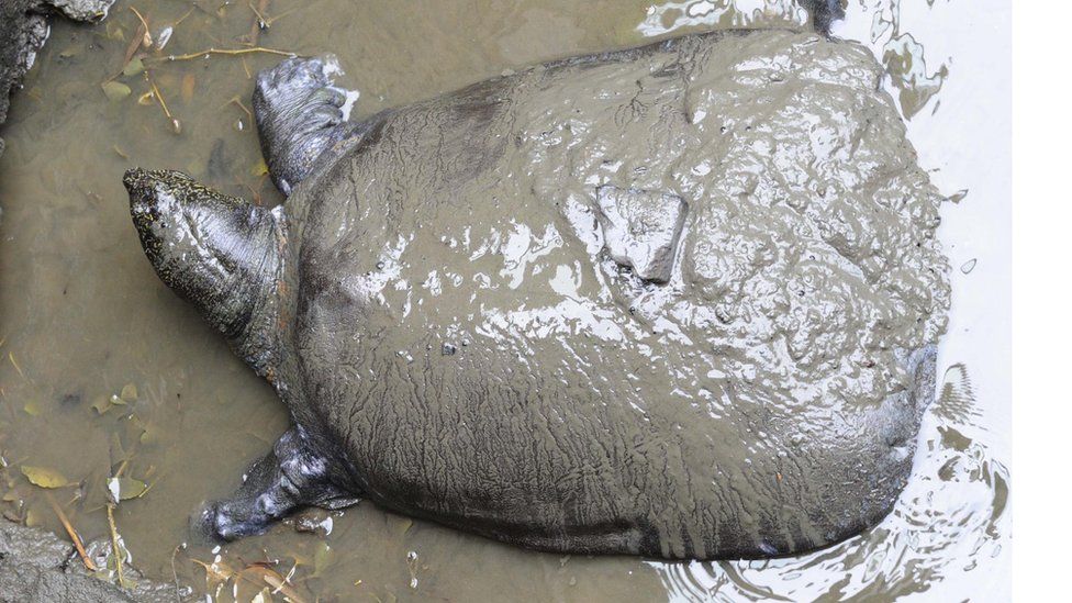 The female Yangtze giant softshell turtle in her natural environment of muddy water at the zoo in 2015