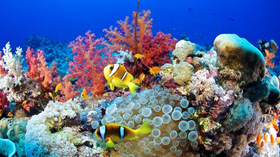 coral-reef.