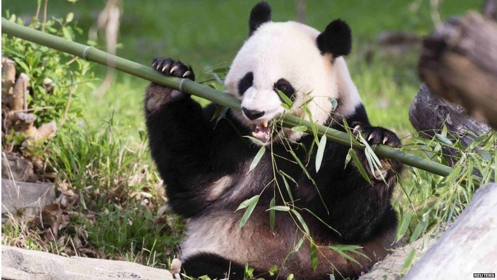 Mei Xiang, the panda, chews some bamboo