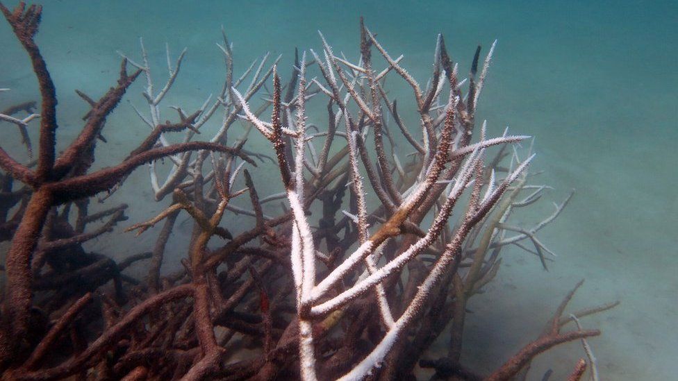 Dead and dying staghorn coral on central Great Barrier Reef in May 2016
