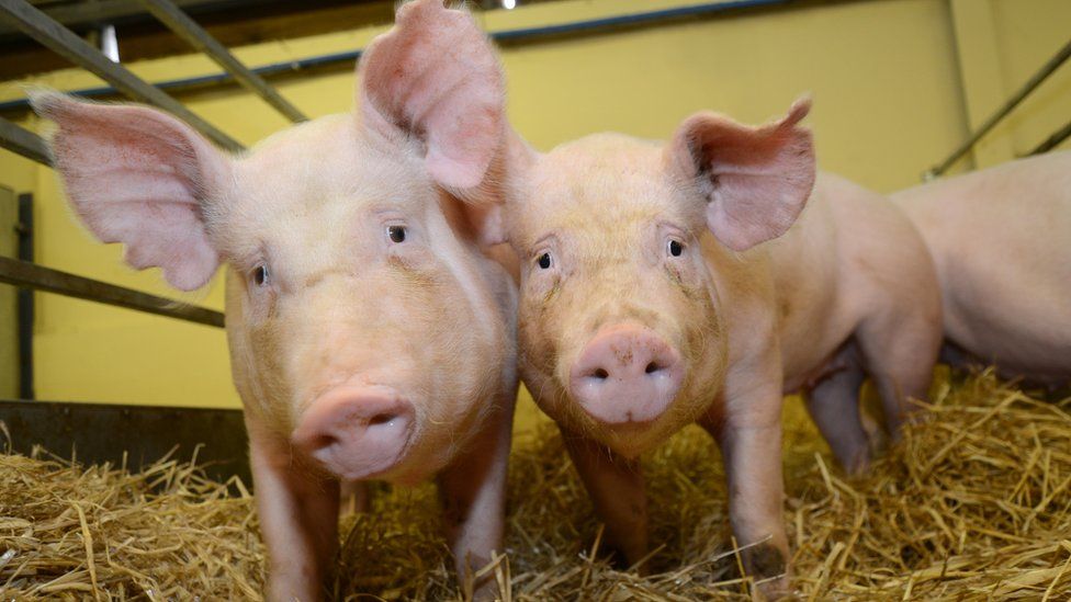 These gene edited pigs are resistant to one of the world's most costly animal diseases