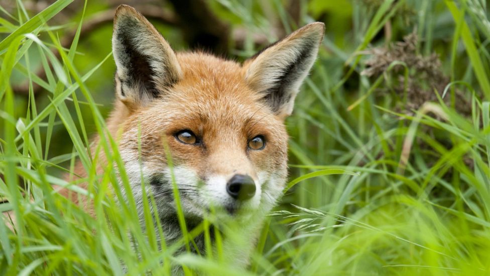 US hunter knocked unconscious by Canada goose - BBC News