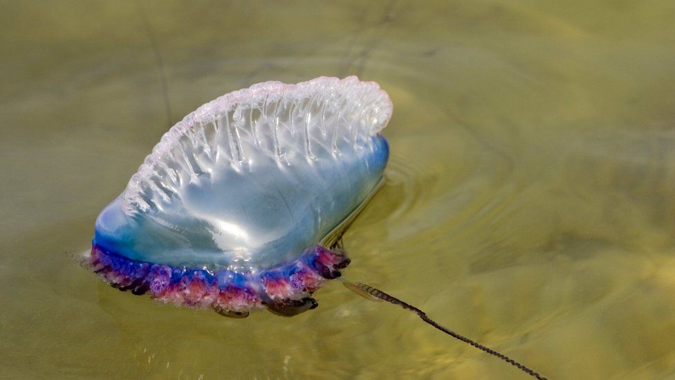 Irish scientists test best way to treat jellyfish stings ...