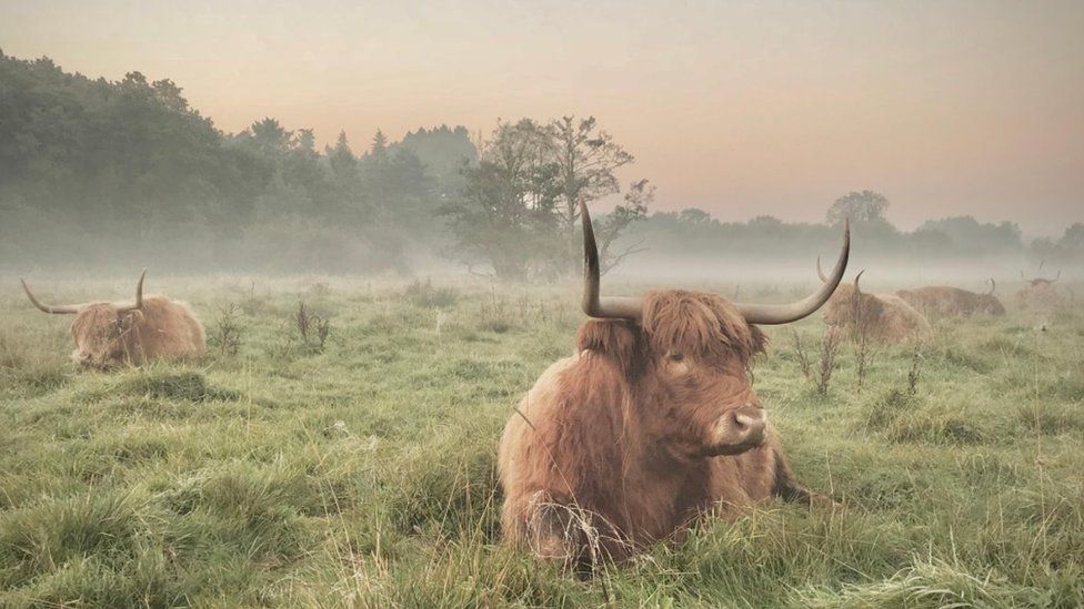 Cattle sitting in a misty field