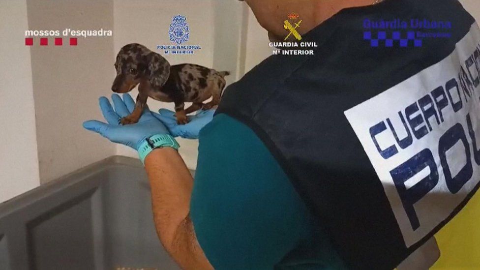 A police officer holds up a small dog