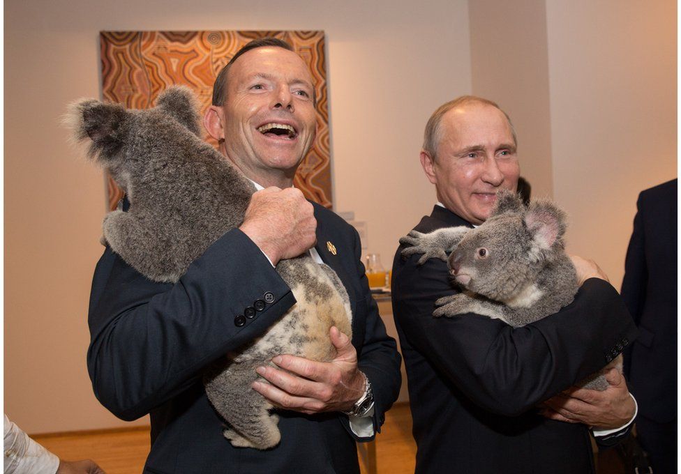 In this handout photo provided by the G20 Australia, Australia's Prime Minister Tony Abbott and Russia's President Vladimir Putin meet Jimbelung the koala before the start of the first G20 meeting on 15 November 2014 in Brisbane, Australia.