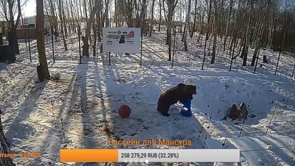 Mansur the Russian bear who lives at an airfield, 2019