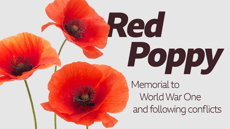What do the different coloured poppies mean? - Newsround
