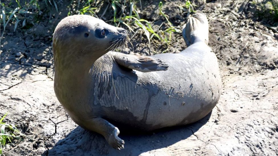 Seal found 17 miles inland on Somerset Levels BBC News