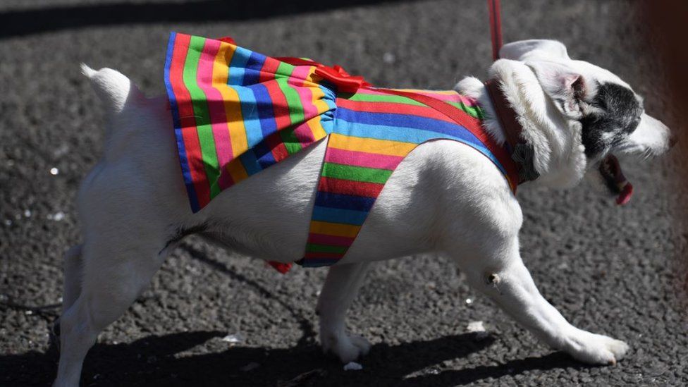 A dog with a pride outfit on