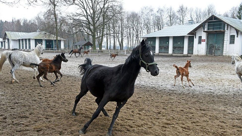 Horses at Janow Podlaski stud, 3 Mar 16