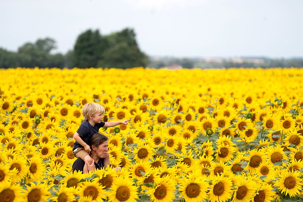 A mother and son walk among their crop of sunflowers, which have come into bloom early due to recent high temperatures, at Vine House Farm in Deeping Saint Nicholas, near Spalding, Lincolnshire, on 28 July 2022