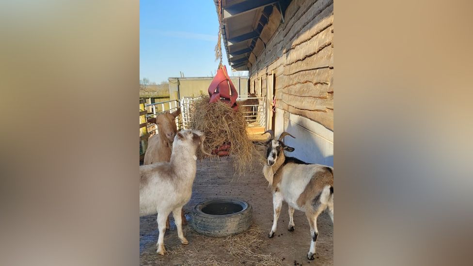 Izzy, Flash and Janice the goats