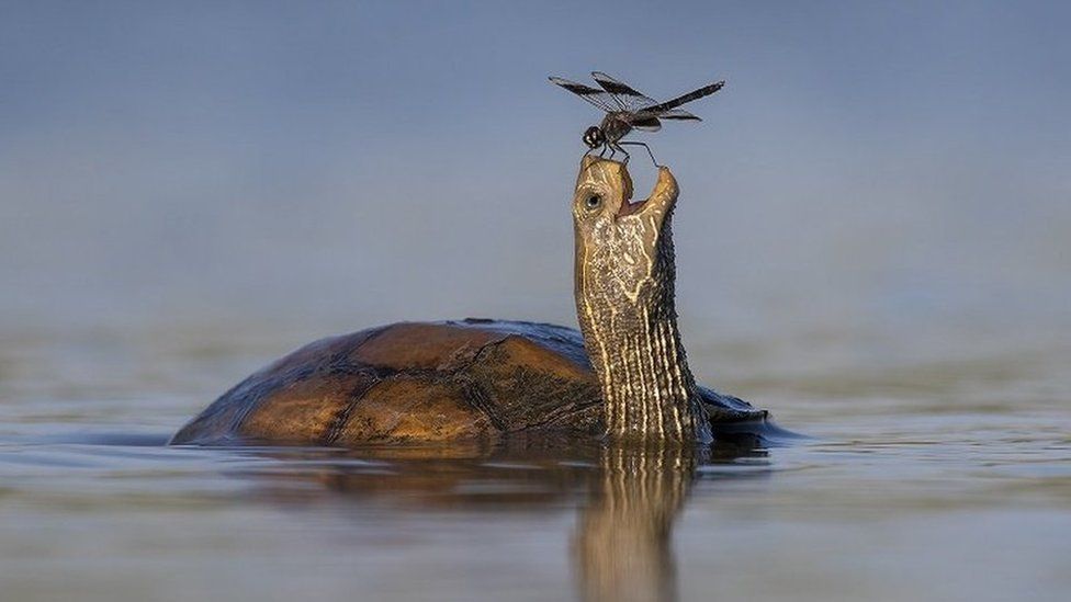 turtle-and-dragonfly.