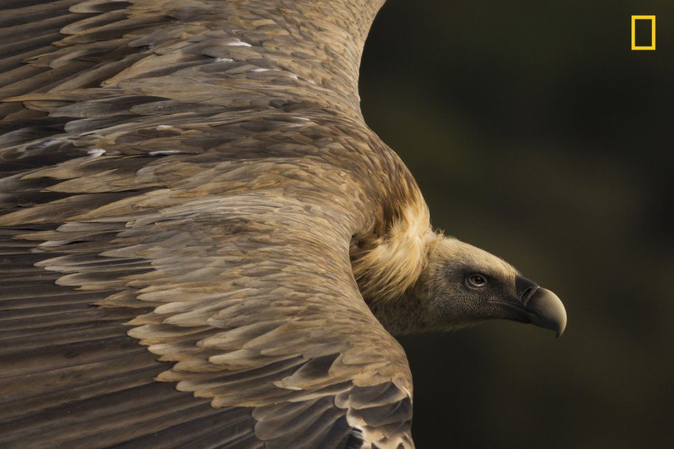 A close shot of a vulture flying