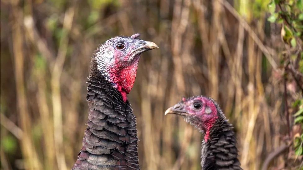 Bird flu: Free range turkey supplies hit by bird flu