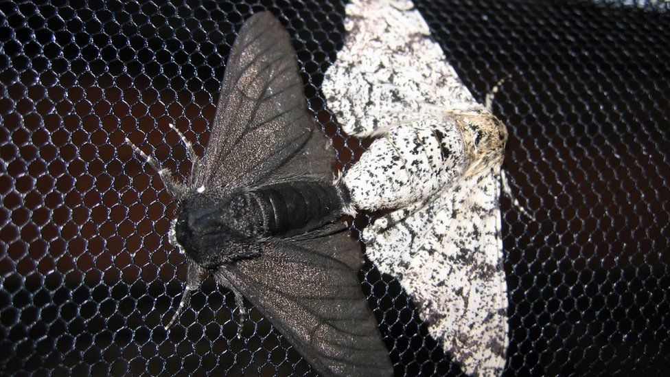 pale and dark peppered moths