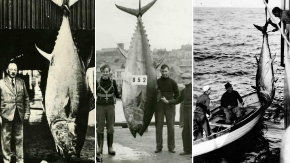Three large dead tuna caught off the British coast with the rod anglers who caught them