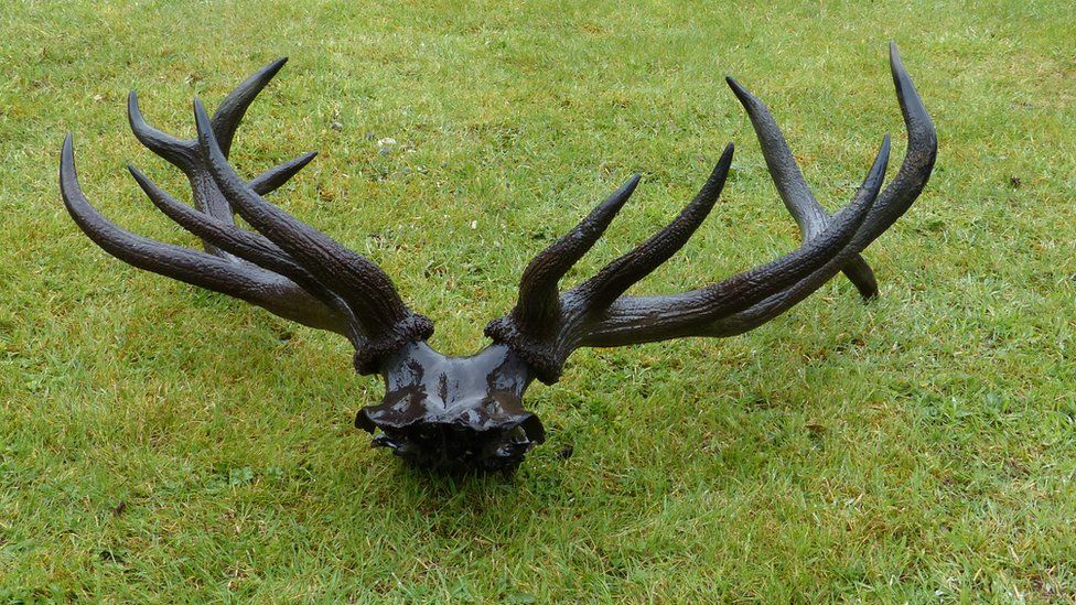 4,000-year-old dear skull and antlers