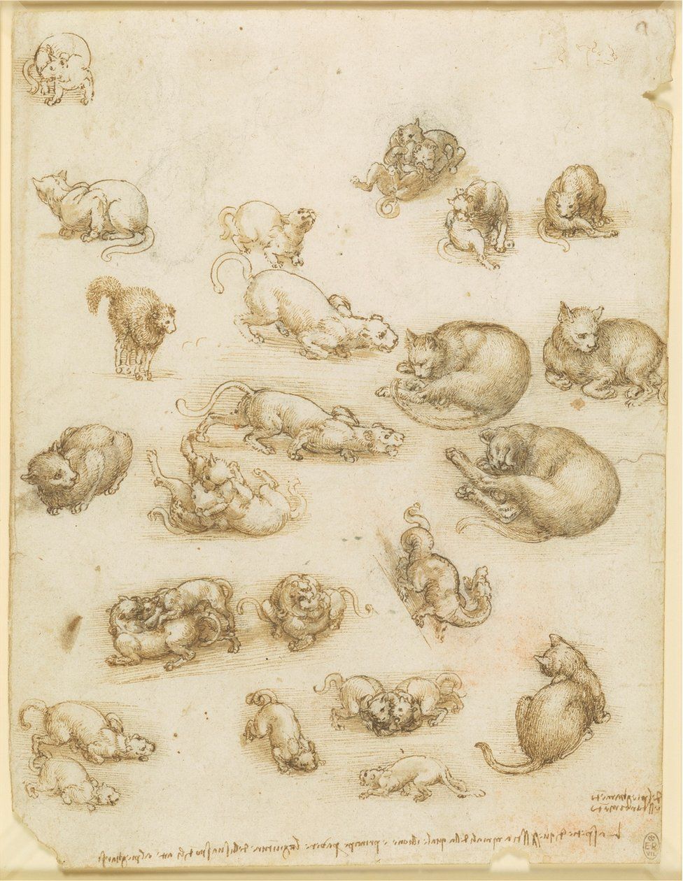 A drawing showing cats, lions and a dragon by Leonardo da Vinci