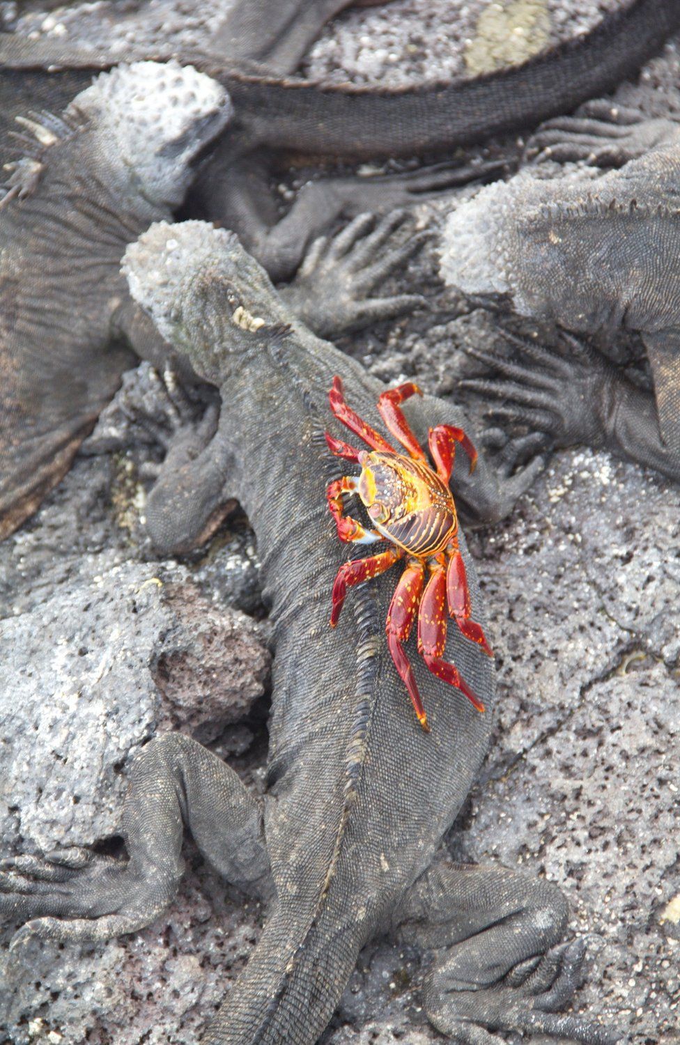 A crab catches a rid on an iguana